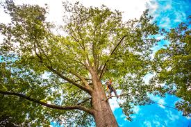 Reliable Sturgis, SD Tree Care Solutions