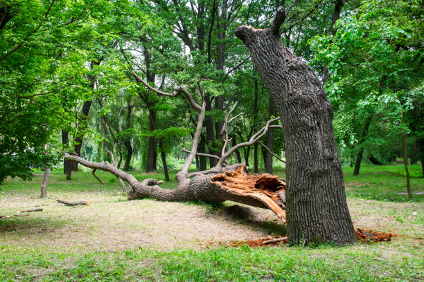 How Our Tree Care Process Works  in  Sturgis, SD